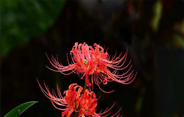 如何种植和管理彼岸花（种植时间）