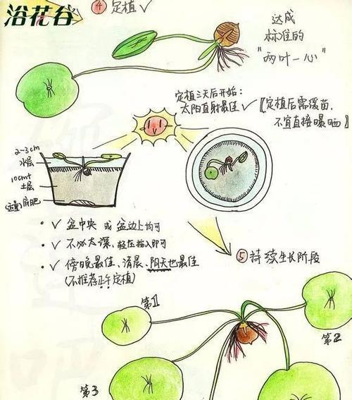 揭秘彼岸花种子的来历（从花朵到种子）