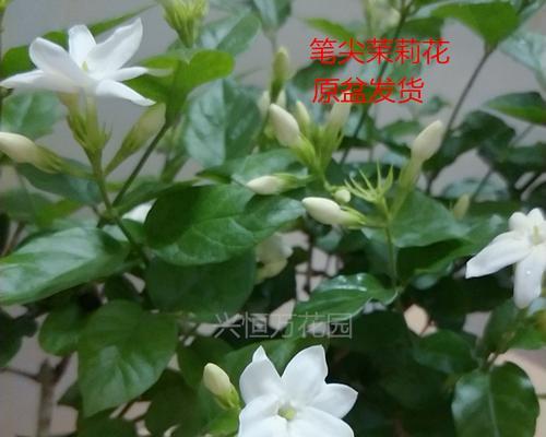 笔尖茉莉的花期与开花次数（了解笔尖茉莉开花的秘密）