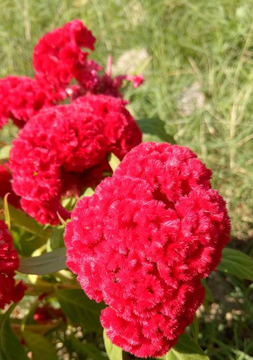 红色鸡冠花花语（揭开红色鸡冠花花语的世界）