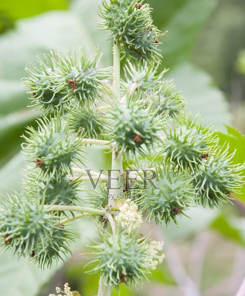 蓖麻种植（在哪个季节种植蓖麻才更加合适）