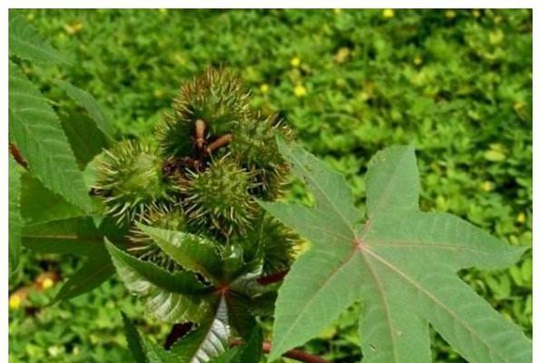 蓖麻种植（在哪个季节种植蓖麻才更加合适）