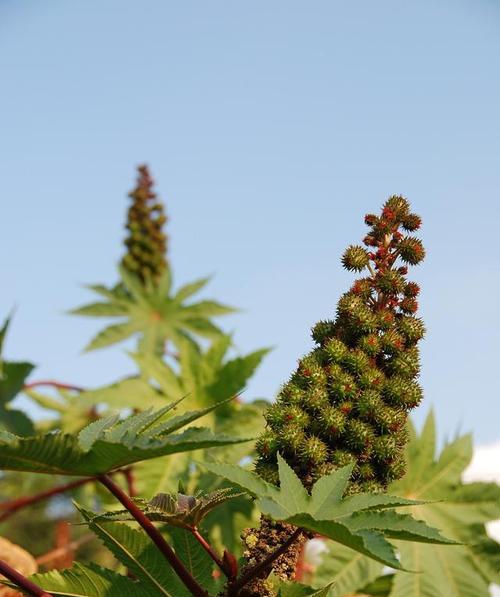 蓖麻种子的毒性及危害（了解蓖麻种子的有毒成分及防范措施）