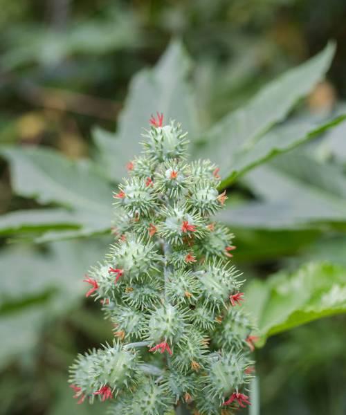 蓖麻种子的毒性及危害（了解蓖麻种子的有毒成分及防范措施）