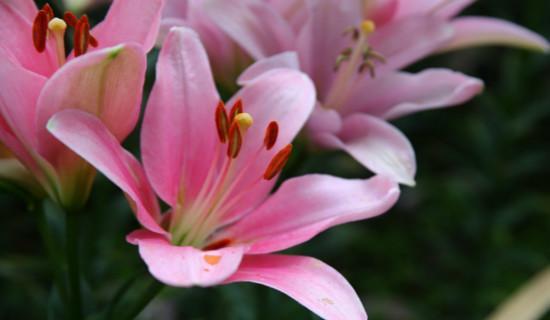 金百合花的花语和寓意（揭示金百合花背后的花语及象征意义）