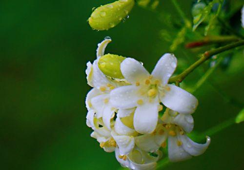 九里香花语与寓意（美丽的九里香花传递着丰富的寓意）