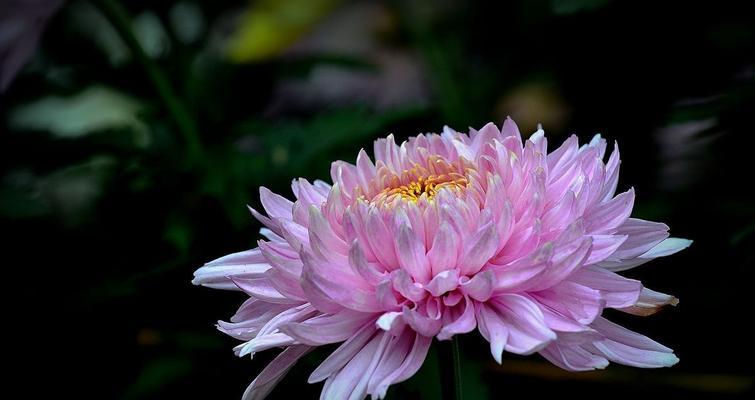 揭秘菊花背后的含义（菊花的象征意义与文化传承）