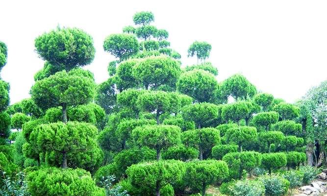 扁柏树的风水禁忌与适合种植的场所（让扁柏树为家庭带来好运的秘密/风水大师揭开扁柏树的种植禁忌）