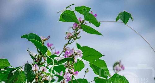 扁豆的种植方法与时间（从播种到收获）