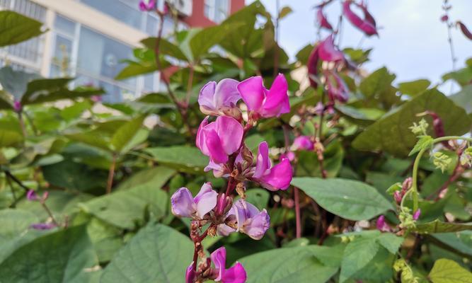 扁豆花期和结果时间分析（了解扁豆生长周期扁豆果实丰收时间）