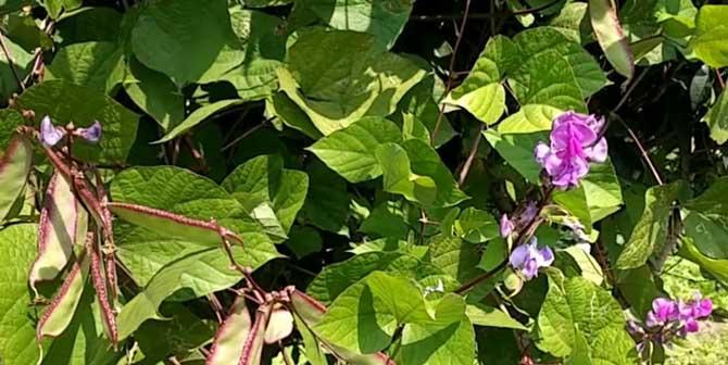 小扁豆的种植时间和方法（掌握正确的种植方法）