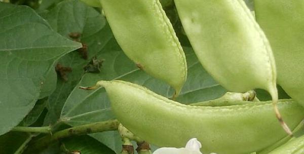 小扁豆的种植时间和方法（掌握正确的种植方法）