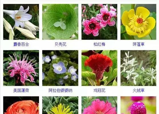 变色龙月季——一年开几次花（解读变色龙月季的开花规律）