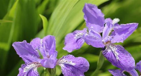 坚强之花——勇敢前行的象征（以菊花为例）