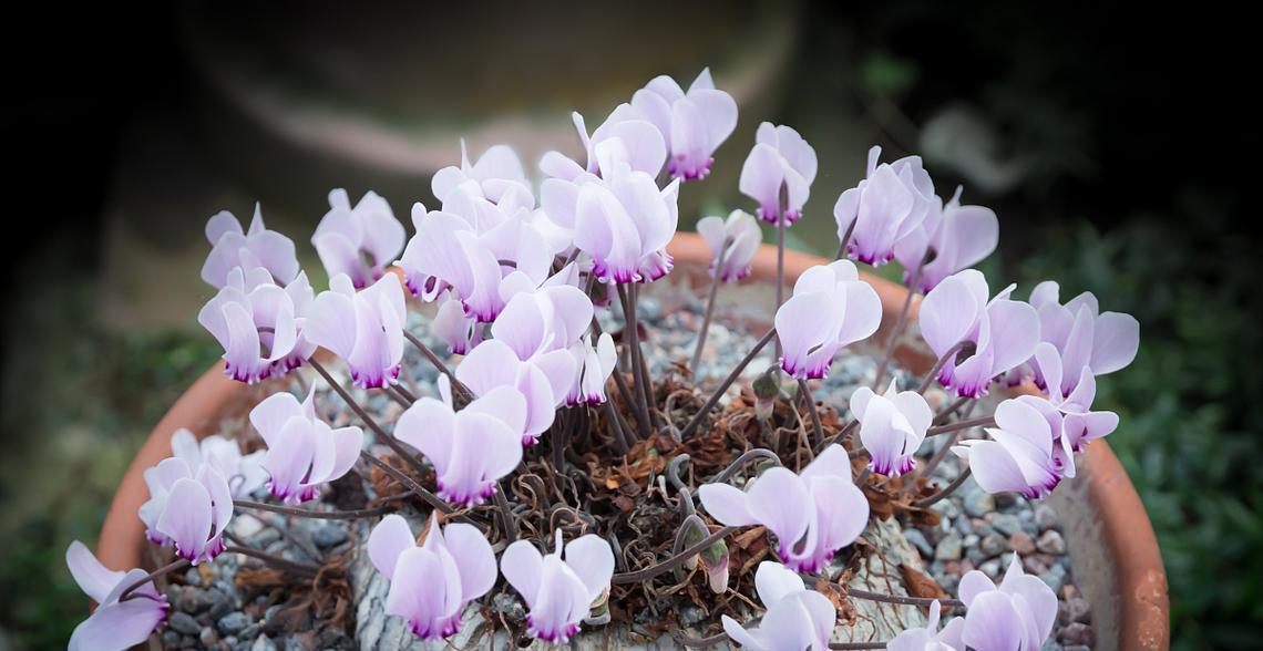 坚韧之花（以菊花的花语为例）