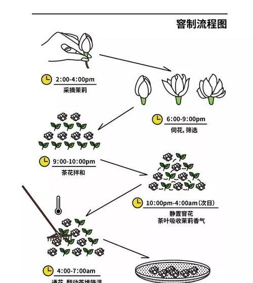 非洲茉莉扦插快速生根方法（掌握这个关键）