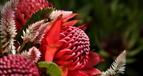 探寻菲律宾国花——桂花（桂花的历史渊源）