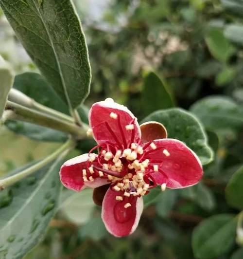 菲油果种植的环境适宜条件（从土壤、气候到海拔高度）