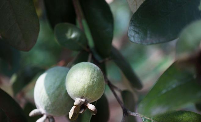 菲油果种植的环境适宜条件（从土壤、气候到海拔高度）