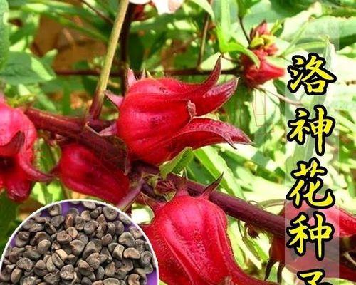 废茶叶的再利用——肥料制作（从垃圾到宝藏）