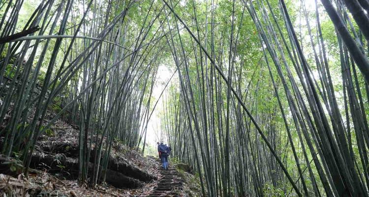 坟地种竹子是可行的吗（探究竹子在坟地种植的优点和注意事项）