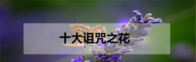 神秘冷漠的花语—向日葵