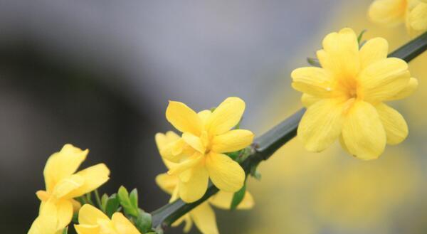 温暖花语（康乃馨花语）