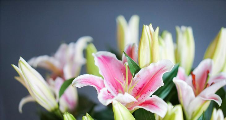 粉色百合花的花语与寓意（探究粉色百合花所代表的吉祥和美好）