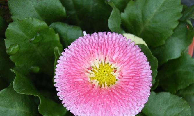 揭秘粉色菊花的花语（探讨粉色菊花所代表的寓意与象征）