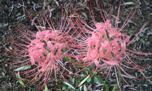 花语英雄（草地风信子的花语传达英雄主题的情感）