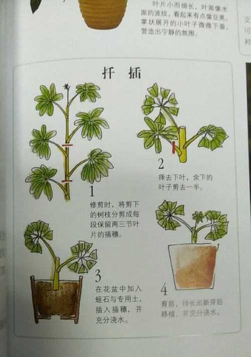 粉掌修剪技巧（学会如何修剪粉掌）