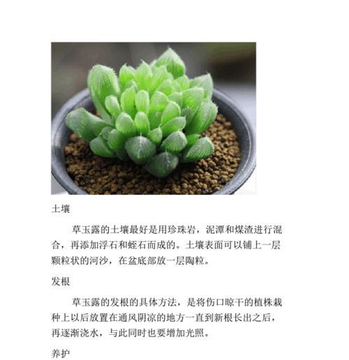 风车草的养殖方法及注意事项（了解风车草的习性）