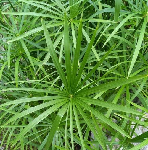 风车草的水养方法（室内种植技巧及注意事项）