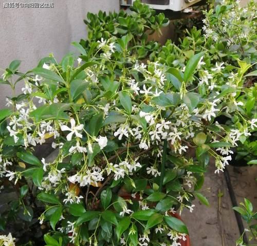 风车茉莉的花期和特点（探秘风车茉莉的生长周期）