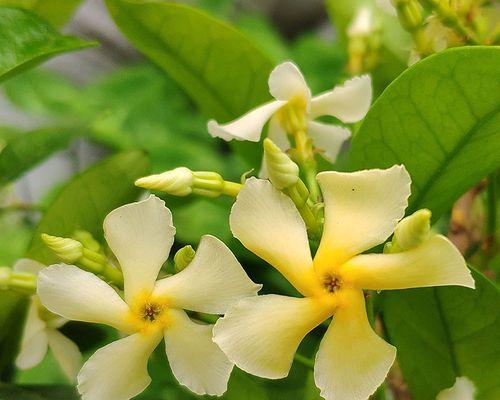 风车茉莉开花时间及特点探究（掌握风车茉莉开花时间）