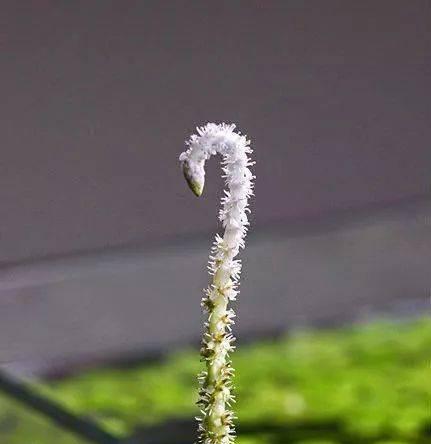 水草开花的象征意义（解读水草开花所传达的信息与寓意）