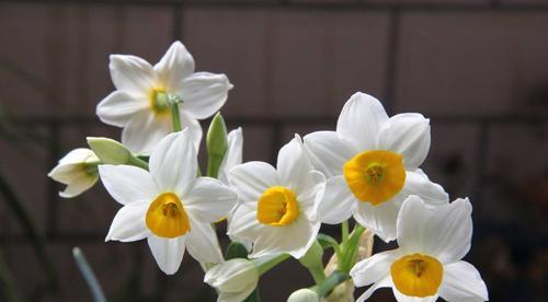 水仙花的花语与代表意义（美丽的水仙花传递的意义和象征）