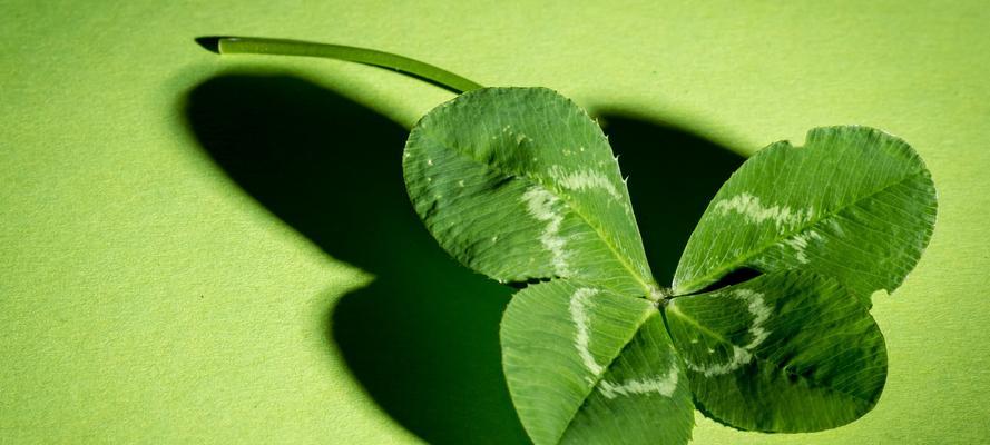 四叶草的花语（四叶草的花语揭示人们对幸福的追求与憧憬）