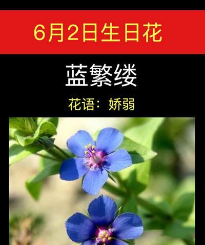 碎冰蓝的花语及其意义（解读碎冰蓝花的花语和象征意义）