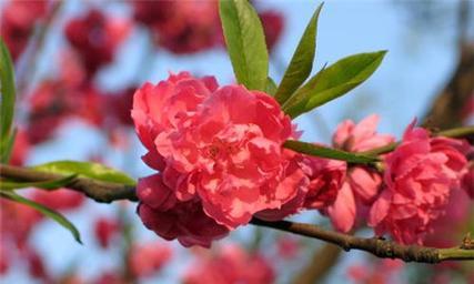 桃花花语解读（桃花的美丽与吉祥）