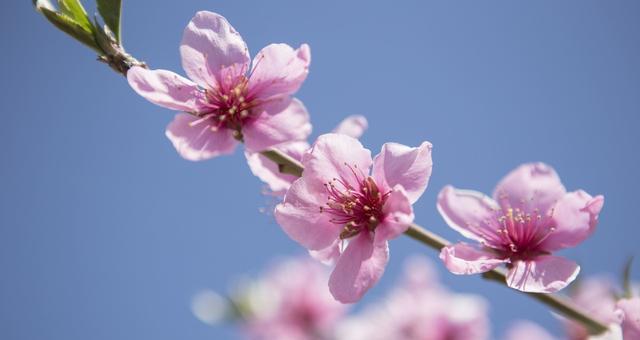 十二生肖中以桃花代表什么生肖（揭秘十二生肖桃花座的王者）