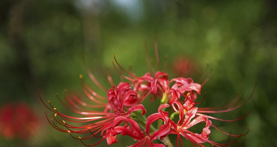 威海的市花是什么花（探寻威海市花的寓意）