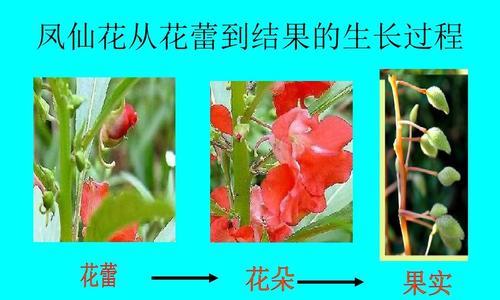 风铃花喜阳还是喜阴（解读风铃花的生态习性）