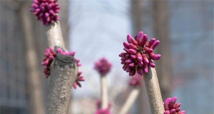 乌鲁木齐的市花——天山雪莲（追寻乌鲁木齐之美）