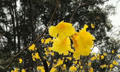 风铃木花期详解（什么时候开花）