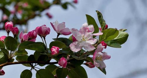 以西府海棠的花语和寓意（品味海棠花的优雅）