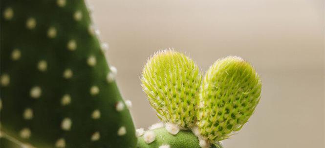 仙人掌的花语与寓意（揭示仙人掌花朵背后的寓意与神秘）