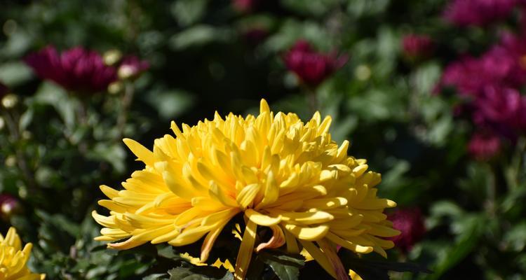 湘潭市花菊花的象征与寓意（湘潭市花菊花的文化内涵与美丽之源）