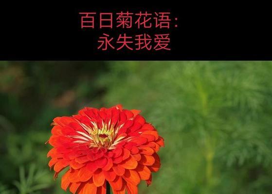 烟花菊的花语和寓意（探索烟花菊的美丽与内涵）