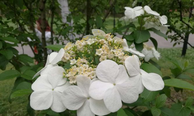 扬州市花琼花的象征与寓意（探索扬州市花琼花的文化内涵与历史传承）